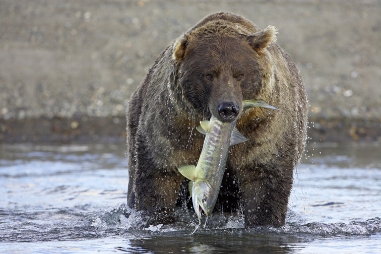 Grizzly Bear (Ursus horribilis), adult male with freshly-caught salmon, Katmai National Park, Alaska, September